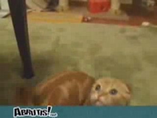 Chat  de Shrek en vrai