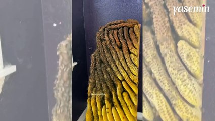 Evinin döşemesini kaldırınca şoke oldu: 80 bin arıyla aynı evde yaşamış!