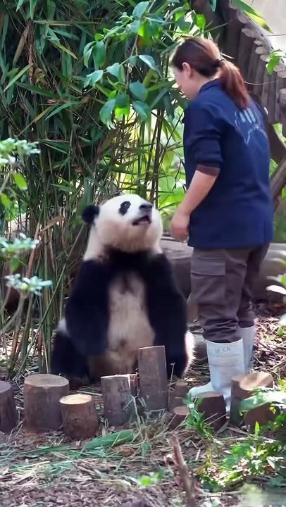 Chinese national treasure - the Giant Panda 21