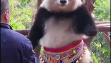 Chinese national treasure - the Giant Panda 22