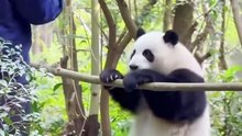 Chinese national treasure - the Giant Panda 18