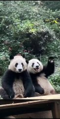 Chinese national treasure - the Giant Panda 20