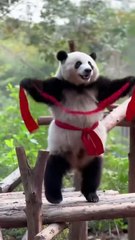 Chinese national treasure - the Giant Panda 19