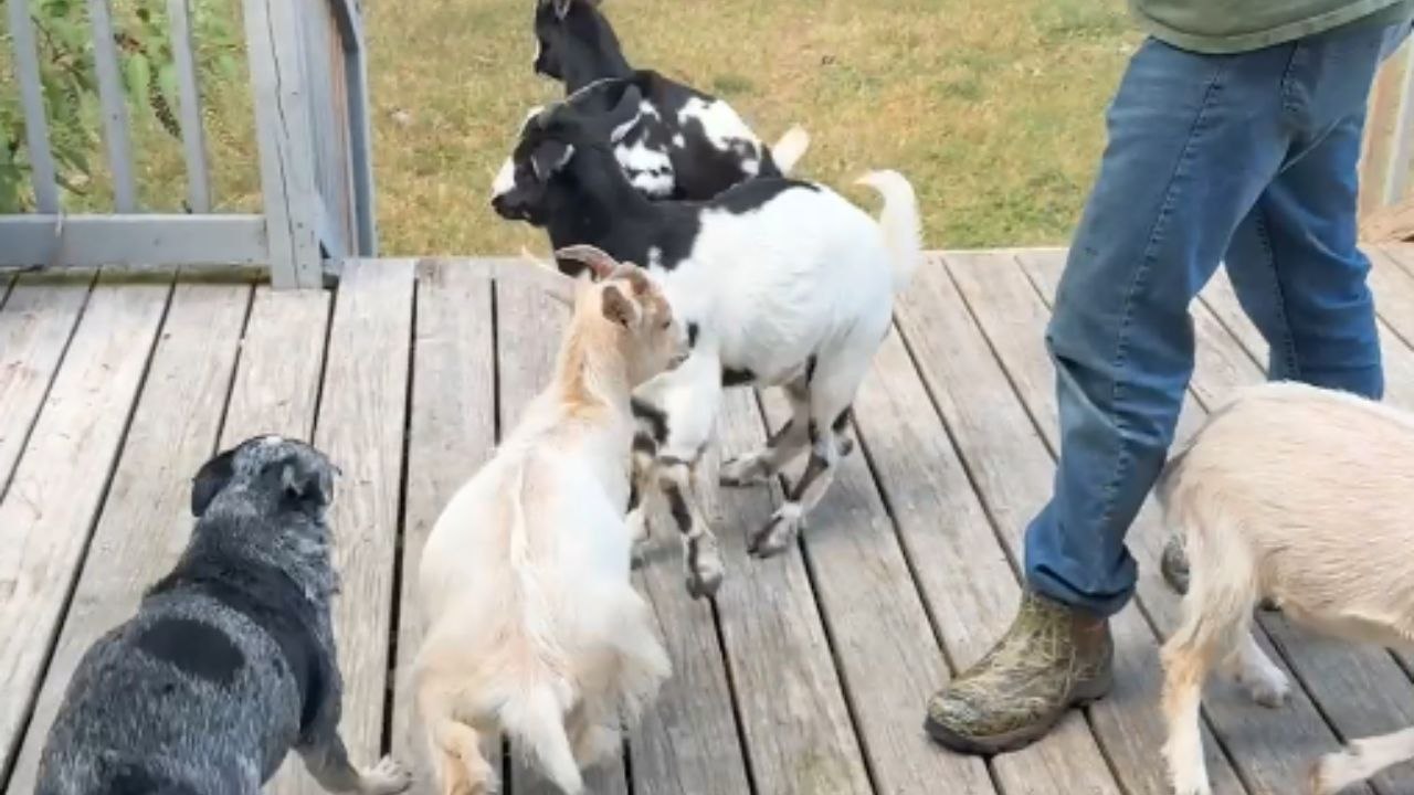 Myotonic goat hilariously faints seconds into playtime while dogs keep the fun going
