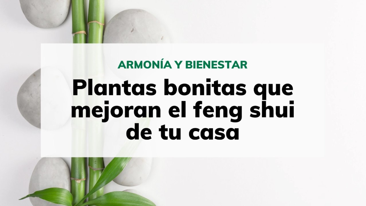 Plantas que mejoran el feng shui de tu casa