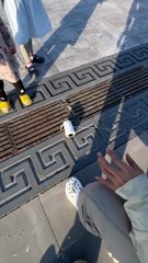 Thả diều cô bé làm rơi cuộn dây diều rồi lại bắt được rồi..#layangan #kiteflying #पतंग #patang #diều