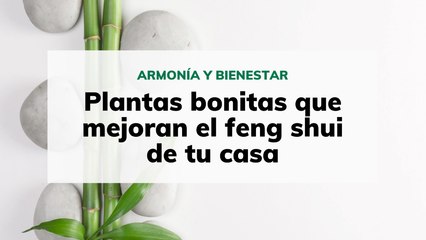 Plantas que mejoran el feng shui de tu casa