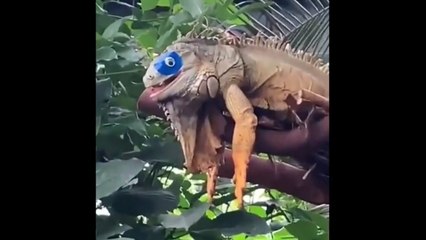 laugh till you pee, world funniest clips #6 (2025)