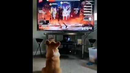 laugh till you pee, worlds funniest clips #12 (2025)