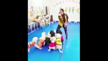 laugh till you pee, worlds funniest clips #13 (2025)