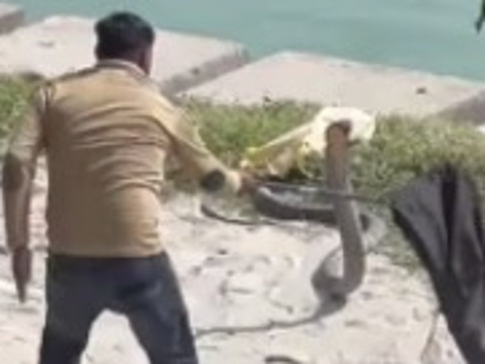 Mann kämpft über eine Stunde lang mit Mega-Kobra