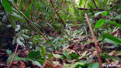 Lost Cities Of The Amazon Season 1 Complete English – Full Movie Hindi Dubbed