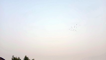 Groups of pigeons flying in the air