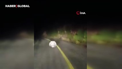 Nesli tükenme tehlikesindeki oklu kirpiler Muğla'da görüldü