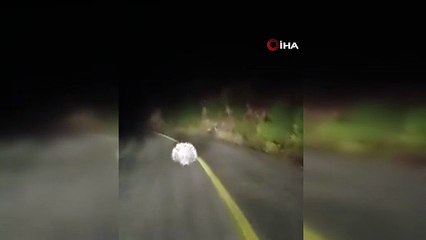 Menteşe’de oklu kirpiler kamerada