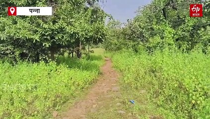 महाराजा का खुफिया रेस्टहाउस, जंगल में इस जगह गायब हो जाती थी सेना