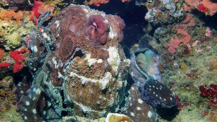 Pulpos: Los genios del oceano