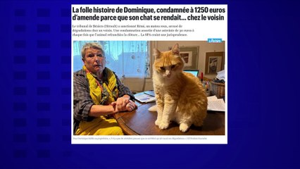 Un chat condamné à 1.250 € d'amende