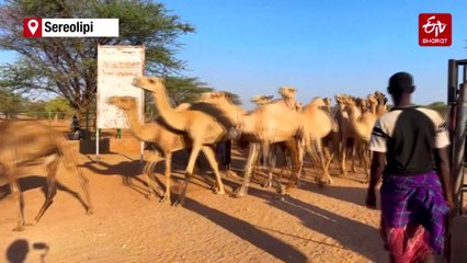 Camels Replace Cows As Kenya Battles Drought