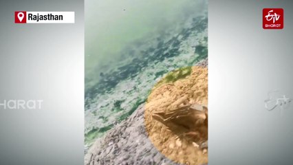 Sambhar Lake Bird Deaths Return: Toxic Pollution, Avian Botulism Threaten Rajasthan’s Migratory Avian Hotspot