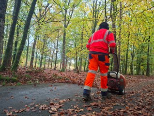 Que deviennent les feuilles mortes du bois de L'Huisserie à Laval ?