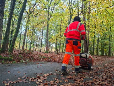 Que deviennent les feuilles mortes du bois de L'Huisserie à Laval ?