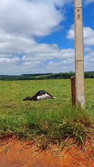 Vacas mortas por descarga elétrica em Altônia