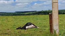 Vacas mortas por descarga elétrica em Altônia