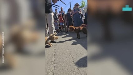 Puppet Dog Meets Real Life Pups