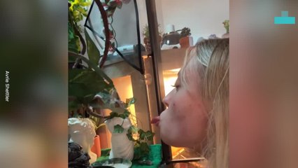 Chameleon Accidentally Licks Owner’s Tongue in Funny Moment