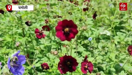 शीतकाल के लिए बंद हुई विश्व धरोहर फूलों की घाटी, इस साल इतने सैलानियों ने किया दीदार