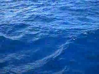 Dauphins dans le canal de st Lucie