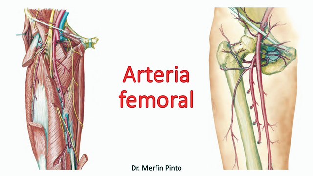 Arteria femoral #elcuerpoymas #salud #medicina #anatomía