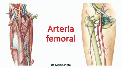 Arteria femoral #elcuerpoymas #salud #medicina #anatomía