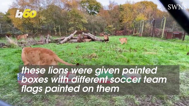 You Will Never See Biggest Football Fans Than These Adorable Lions