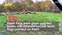 You Will Never See Biggest Football Fans Than These Adorable Lions