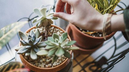 Yeah, You’re Watering Your Succulents All Wrong
