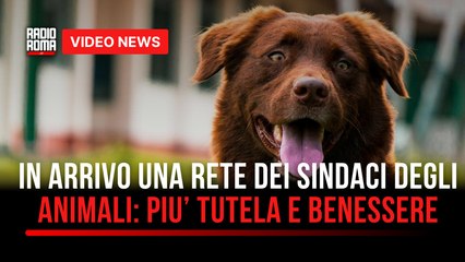 Campidoglio, arriva una rete dei sindaci degli animali: più tutela e benessere