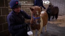De la taille d’un épagneul : un minuscule poney devient l’attraction d’un refuge pour animaux