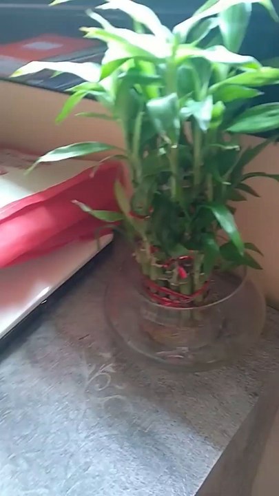 How to grow Lucky bamboo Plants at home in hindi भाग्यशाली बांस का पौधा कैसे उगाएं