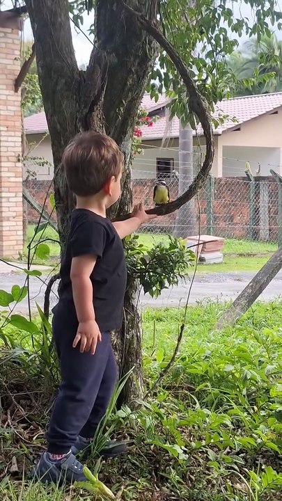 Menino encanta ao “conversar” com um Bem-te-vi em Brusque e vídeo viraliza