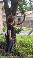 Menino encanta ao “conversar” com um Bem-te-vi em Brusque e vídeo viraliza