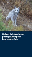 Un lynx ibérique blanc photographié pour la première fois de l’histoire