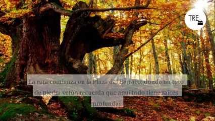 El castañar de Extremadura que National Geographic ha elegido entre los más bonitos de España: una ruta de senderismo fácil que se hace en una hora