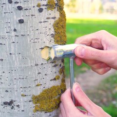 Plant Breeding Explained in 1 Minute 🌱