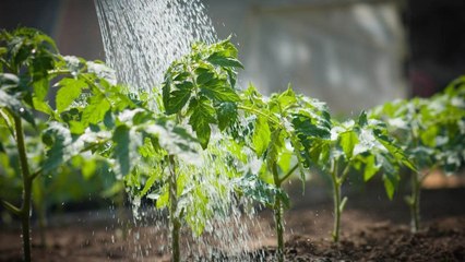 9 Tips On How To Revive Your Garden After Intense Heatwaves