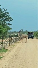 Kudu bull easily clears 2 metre electrified fence with no run-up 🔥