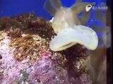 Une creature marine incroyable et mysterieuse