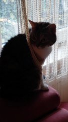 When Your Cat Refuses to Go Out Because It’s Too Cold 😹 #cat #shorts #viralcats #funnycats #funnyanimals #cutecats #trending #fyp #goodevening