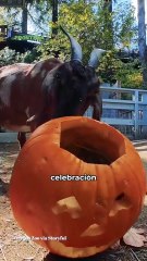 Ellos también celebran Halloween 🎃🦁